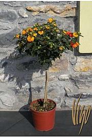 Lantana camara Ø18 Na Steblu 30 cm