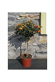 Lantana camara Ø18 Na Steblu 30 cm