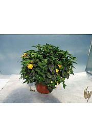 Lantana camara Ø18