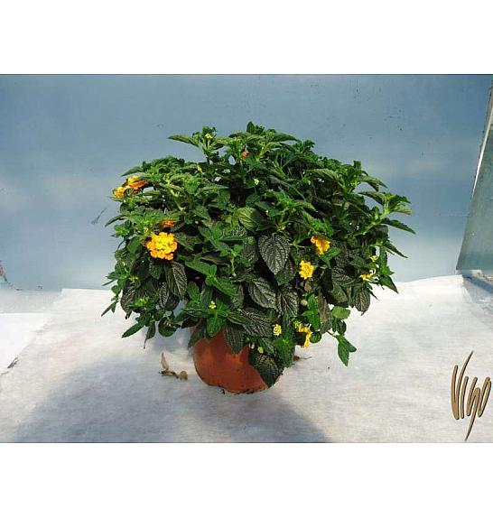 Lantana camara Ø18