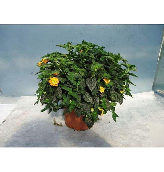 Lantana camara Ø18
