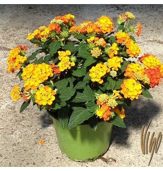 Lantana camara Ø14