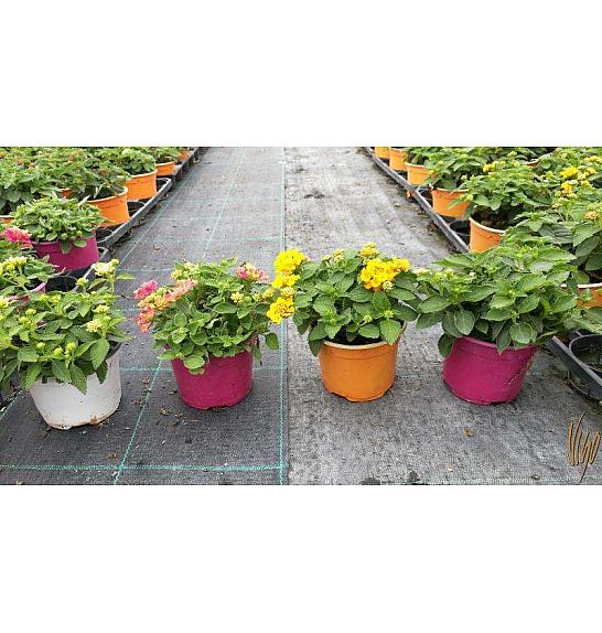 Lantana camara Ø10