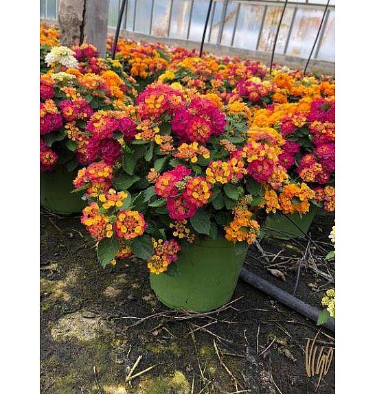 Lantana bandana Ø18