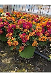 Lantana bandana Ø18