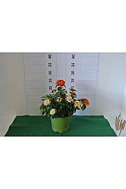 Lantana bandana Ø14 bicolour