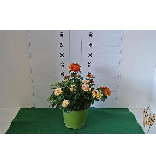 Lantana bandana Ø14 bicolour