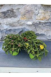 Lantana bandana Ø14