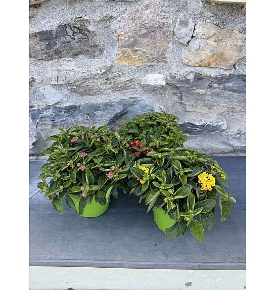 Lantana bandana Ø14
