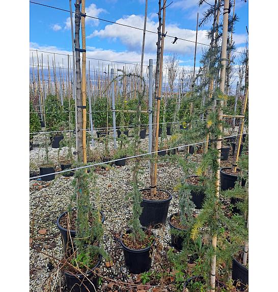 Lagerstroemia indica C20 Lit. 175-200 cm Na steblu