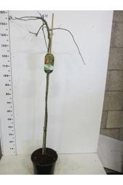 Laburnum alp. Pendulum C10 Lit. Na steblu 80 cm