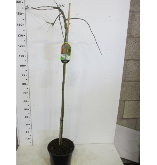 Laburnum alp. Pendulum C10 Lit. Na steblu 80 cm