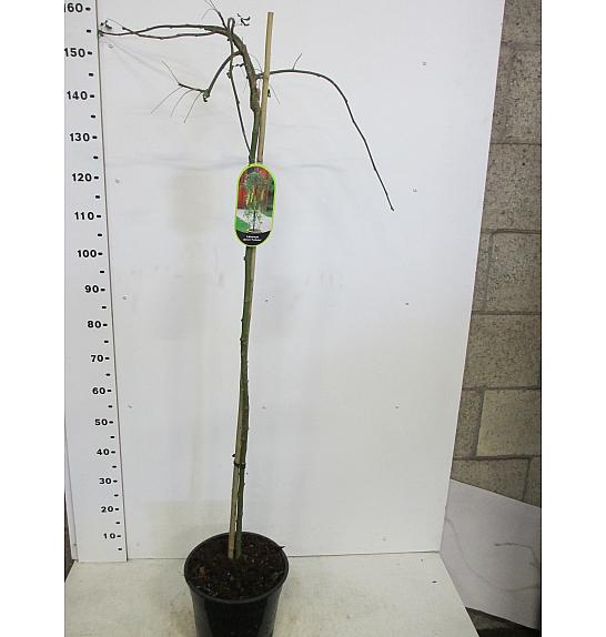 Laburnum alpinum Pendulum C10 Lit. Na steblu 80 cm