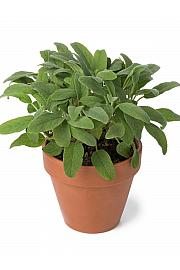 Salvia officinalis Ø14