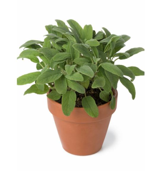 Salvia officinalis Ø14