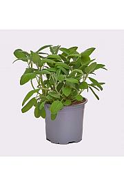 Salvia officinalis Ø 14