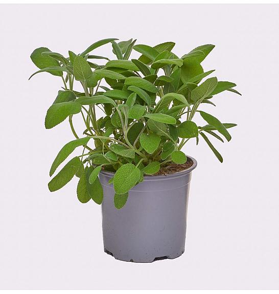 Salvia officinalis Ø 14