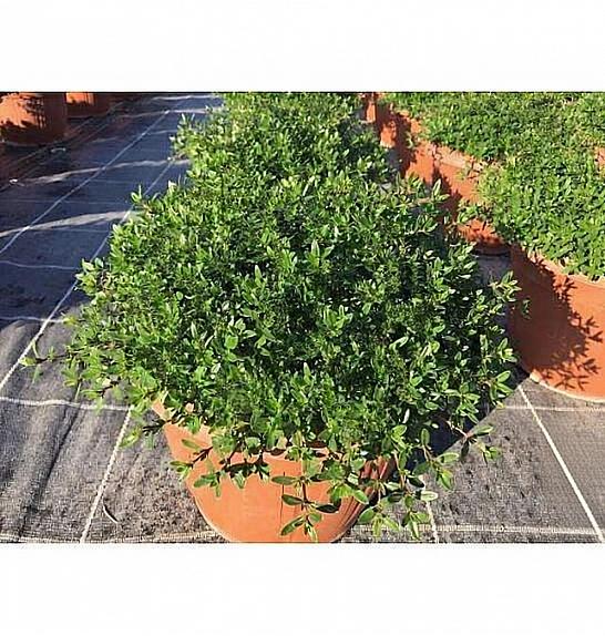 Satureja montana Ø25