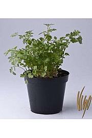 Coriandrum sativum Ø14