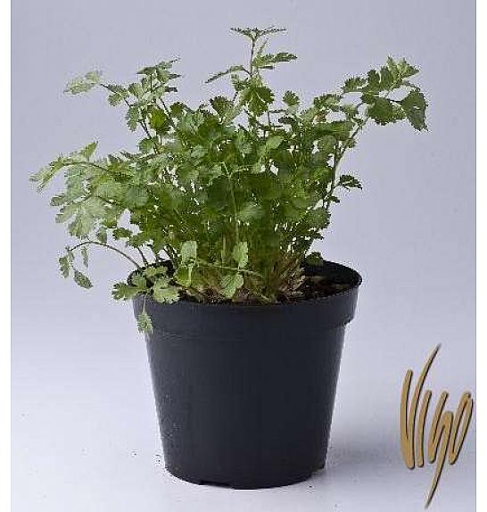 Coriandrum sativum Ø14