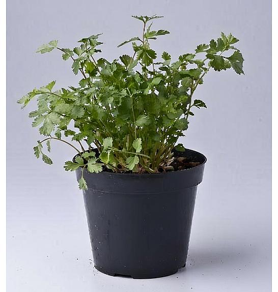 Coriandrum sativum Ø14