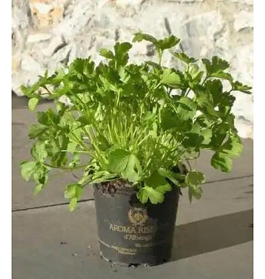 Petroselinum crispum Ø9