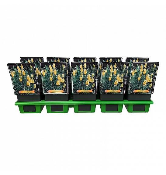 Kniphofia Sunningdale Yellow Ø11