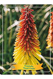 Kniphofia Royal Castle Ø11