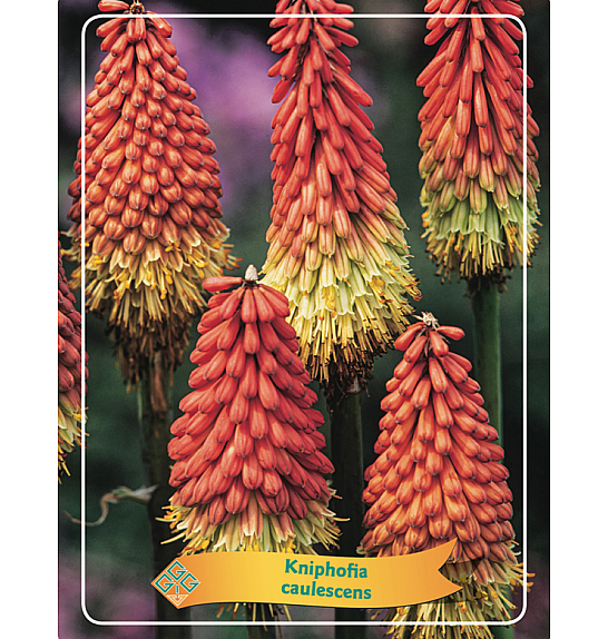 Kniphofia caulescens Ø11