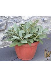 Salvia maxima Ø25