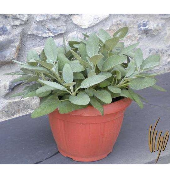 Salvia maxima Ø25