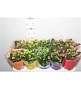 Kalanchoe bloss. Calandiva Ø10,5 mix