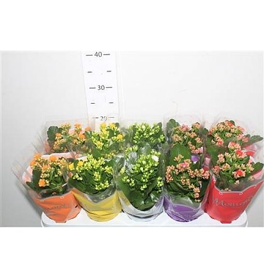 Kalanchoe bloss. Calandiva Ø10,5 mix