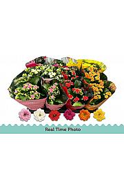 Kalanchoe bloss. Calandiva Ø9 mješavina