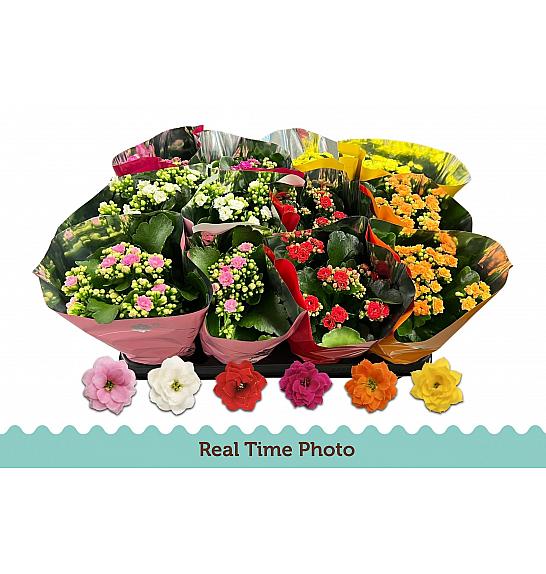 Kalanchoe bloss. Calandiva Ø9 mješavina