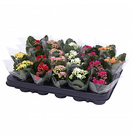 Kalanchoe bloss. Calandiva Ø6 mix