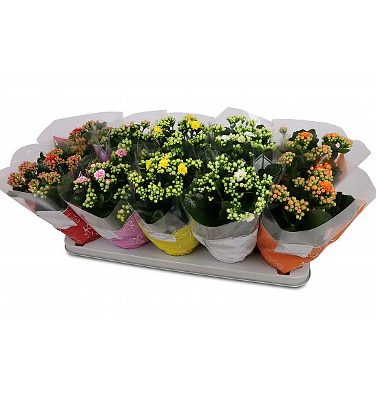 Kalanchoe bloss. Calandiva Ø12 mix