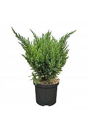 Juniperus x media Blue Chiffon C5 Lit. 30-40 cm