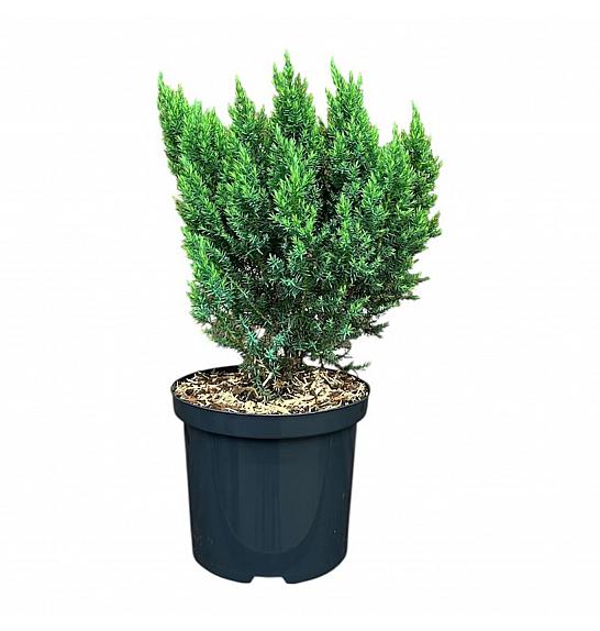 Juniperus x media Blue Chiffon C2,5 Lit. 20-25 cm