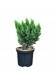 Juniperus x media Blue Chiffon C2,5 Lit. 25-30 cm