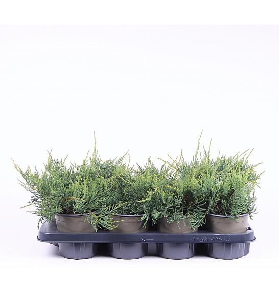 Juniperus virginiana Grey Owl C1 Lit.15-20 cm