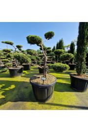 Juniperus virginia Grey Owl C180 Lit. 140-150 Bonsai