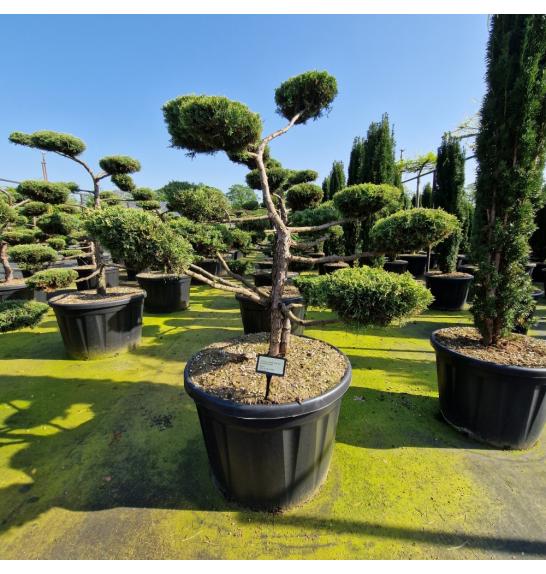 Juniperus virginia Grey Owl C180 Lit. 140-150 Bonsai