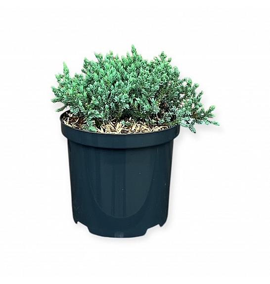 Juniperus squamata Tropical Blue C2,5 Lit. 15-20 cm
