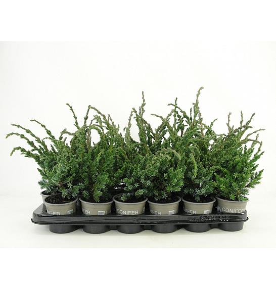 Juniperus squamata Meyeri Ø9