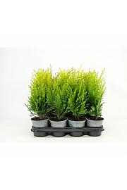Juniperus squamata Meyeri Ø9
