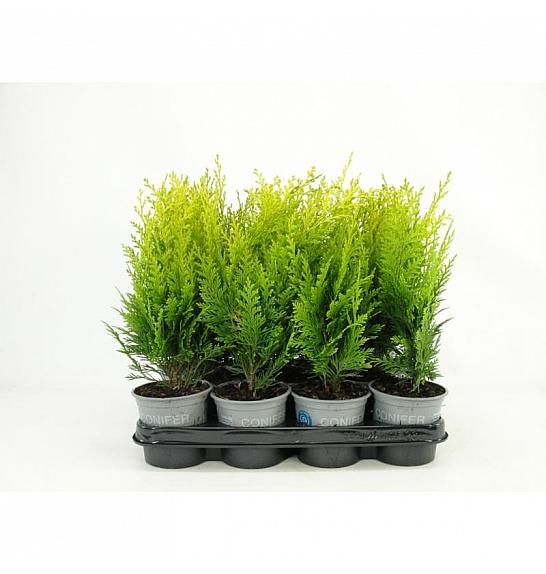Juniperus squamata Meyeri Ø9