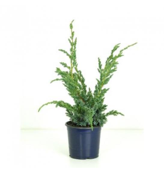 Juniperus squamata Meyeri Ø15 20-30 cm