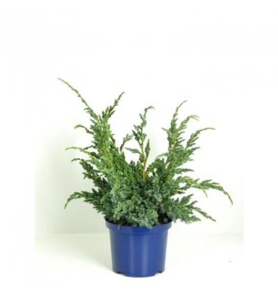 Juniperus squamata Meyeri C5 Lit. 40-60 cm