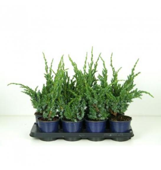 Juniperus squamata Meyeri C1 Lit. 15-20 cm
